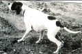 Pedigree CH.INT.T. LASTOG